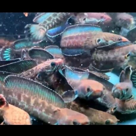 Siap Kirim Channa Andrao 6-8cm Progress Aquarium