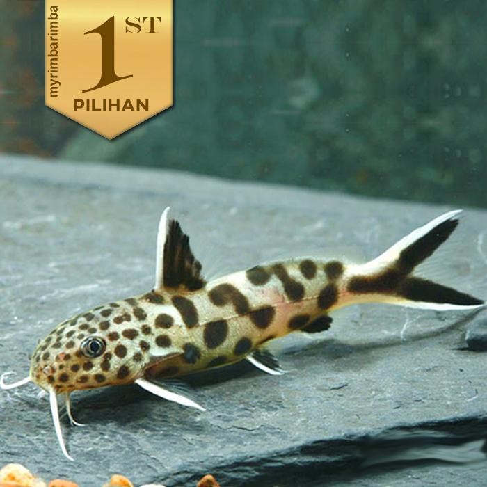 Siap Kirim Petricola Totol - Ikan Hias Aquarium Aquascape Tanaman Air Tawar