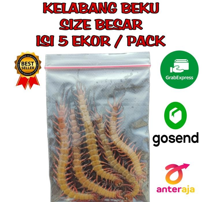 Kelabang Beku / Lipan Beku / Kelabang Pakan Ikan Arowana / Lipan Pakan