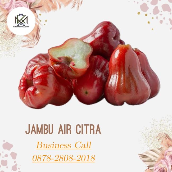 

NATURE- Jambu Air Citra