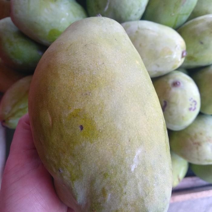 

NATURE- Mangga Rujak Indramayu Sekilo Murah