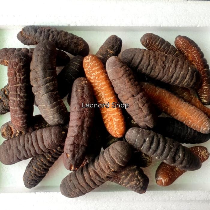 Siap Kirim Haisom Besar Super 100g Bangka Belitung - Teripang GOSOK GAMAT Kering Shopee