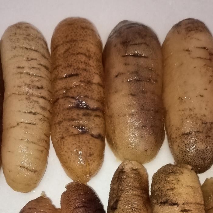 

Siap Kirim Teripang Haisom Belitung 500gr - Hoisem Asli Premium