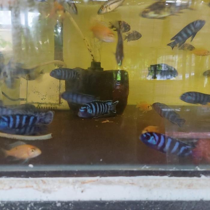 Cichlid Demasoni