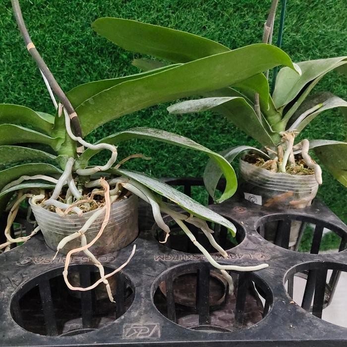 

Anggrek bulan PASCA paket hemat( 2 plant)