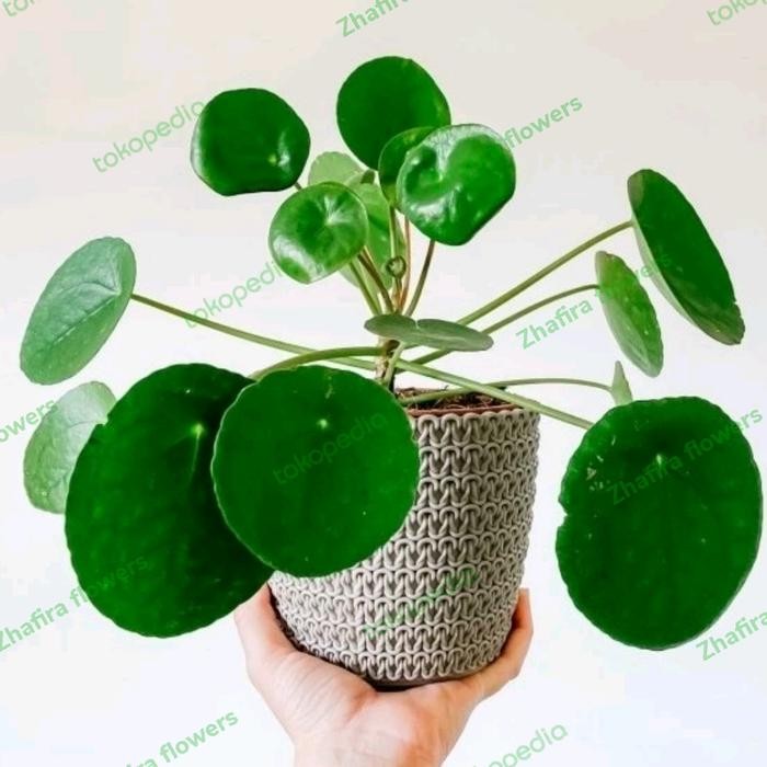 

Tanaman hias Peperomia pilea / pilea