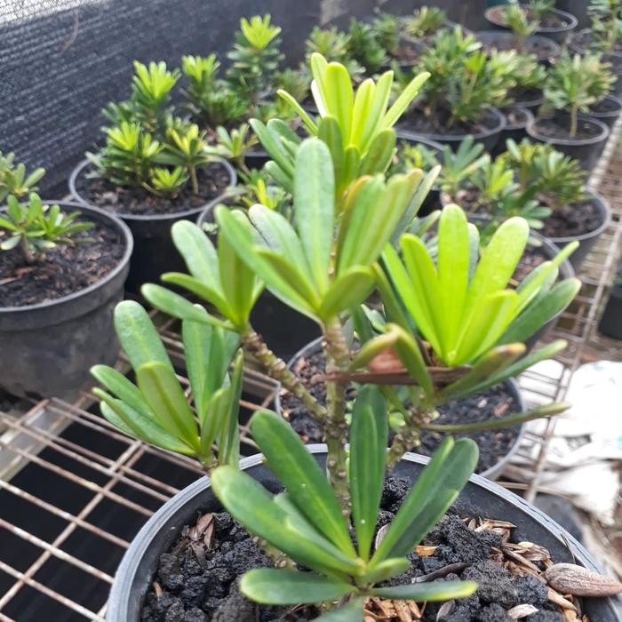 

Lohansung cincuan bibit