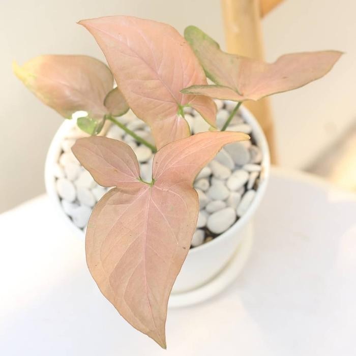 

TANAMAN HIAS SYNGONIUM PINK ORIGINAL / INDOOR PLANT + POT TAWON