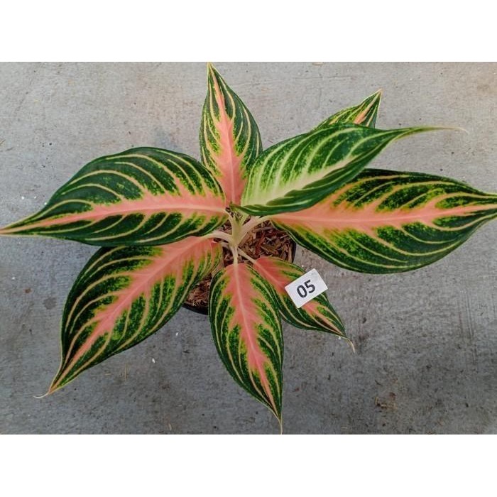 

Tanaman hias aglonema Pink Sunset TANAMAN SESUAI FOTO