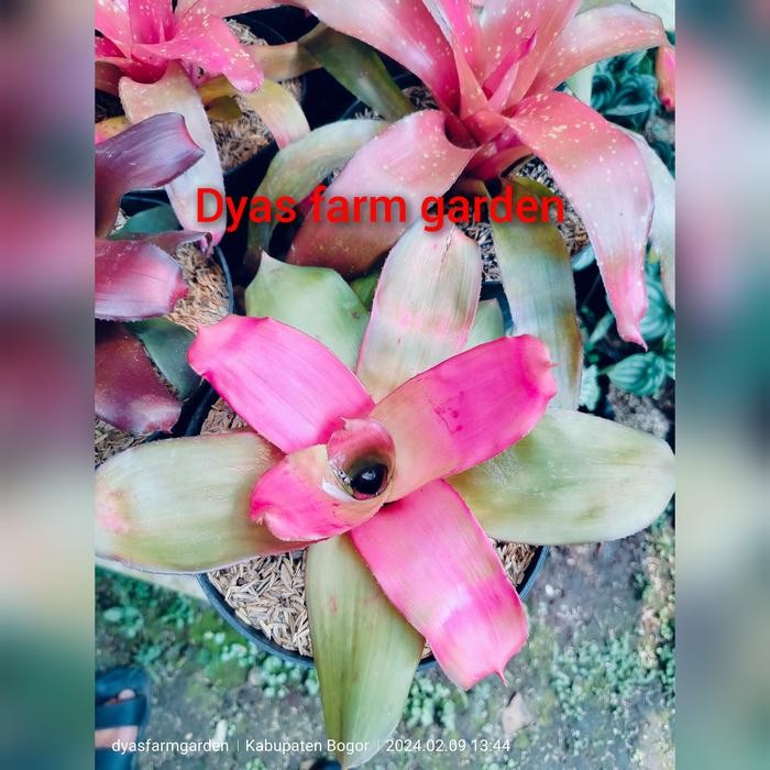 tanaman hias bromelia pink grass