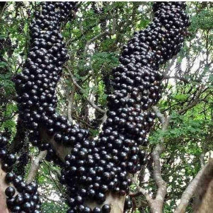 

tanaman buah anggur brazil