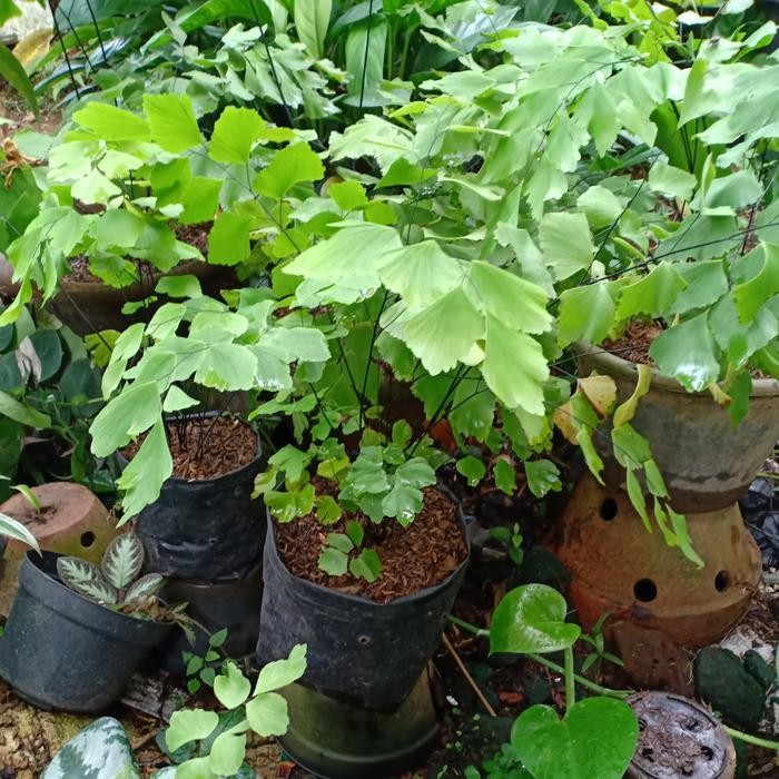 

Tanaman Suplir Daun Lebar