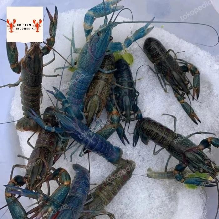 

paket kemitraan budidaya lobster