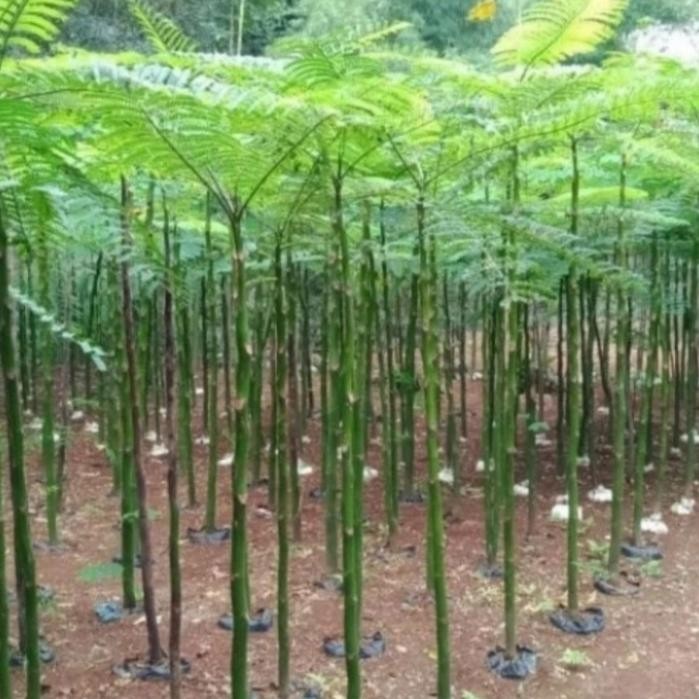 

pohon hias solobium pakis brazil tinggi 130cm