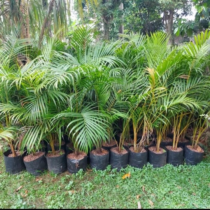 

tanaman palem kuning tinggi 100cm