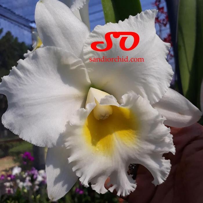 

[ DEWASA ] Cattleya Patch Siam Anggrek Elegan dengan Kombinasi Warna Memikat