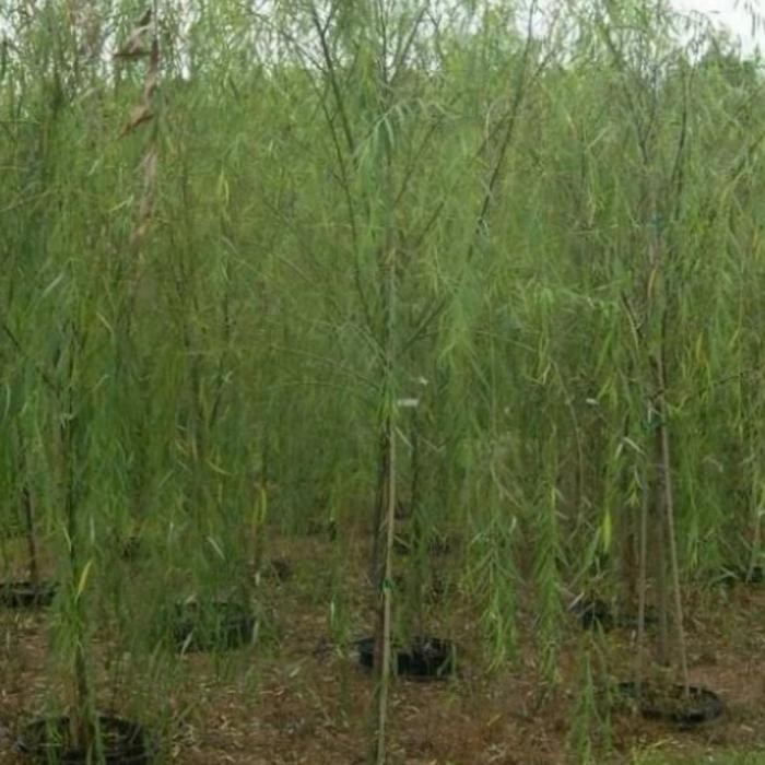 

pohon liang Liu//tinggi 2,5 meter sampai 3 meter