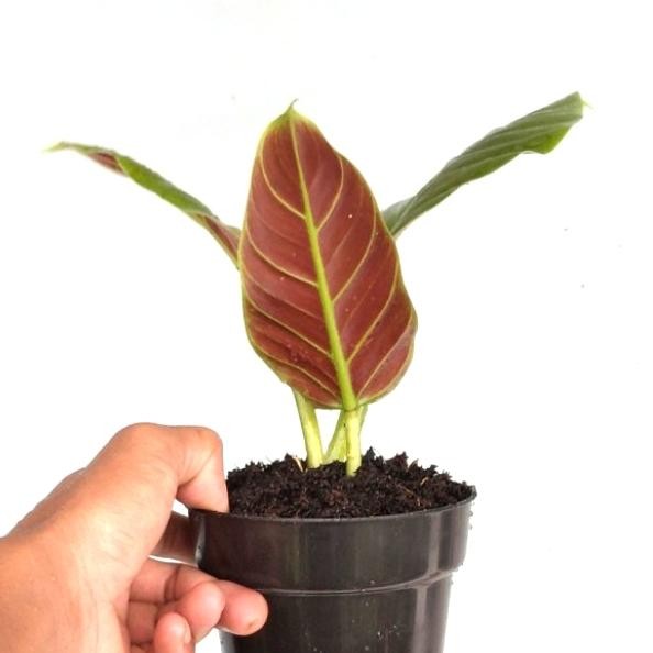 

tanaman philodendron subhastatum hastatum