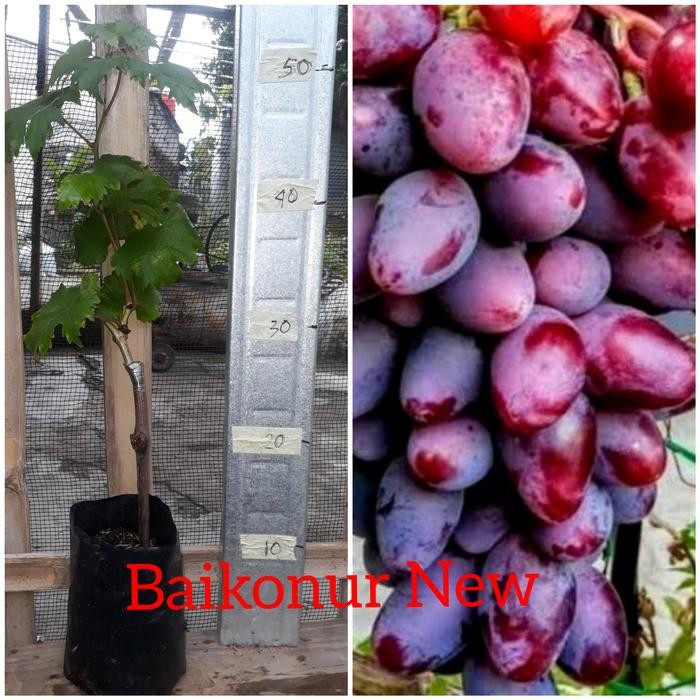 

Bibit Anggur import Baikonur New