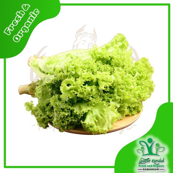 

LUXEHEALTH- Fresh Selada Keriting - Sayur Kendal Sawangan