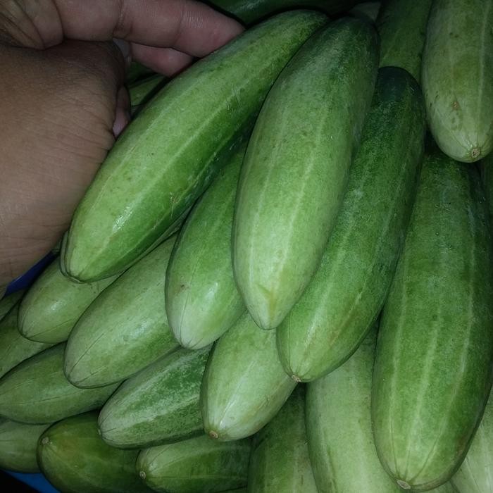 

LUXEHEALTH- Timun Kecil Lalap.