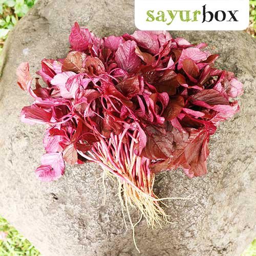 

LUXEHEALTH- Bayam Merah Organik 250 Gram Sayurbox