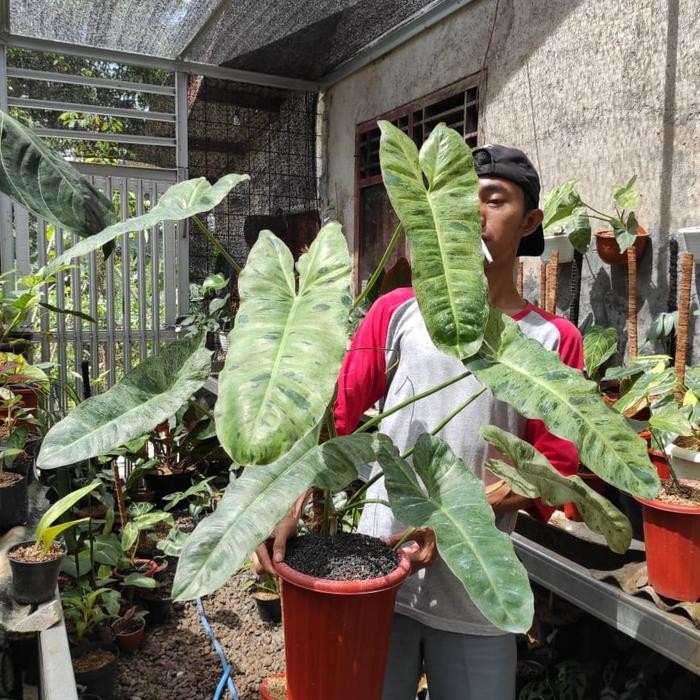 philodendron paraiso verde (big size)