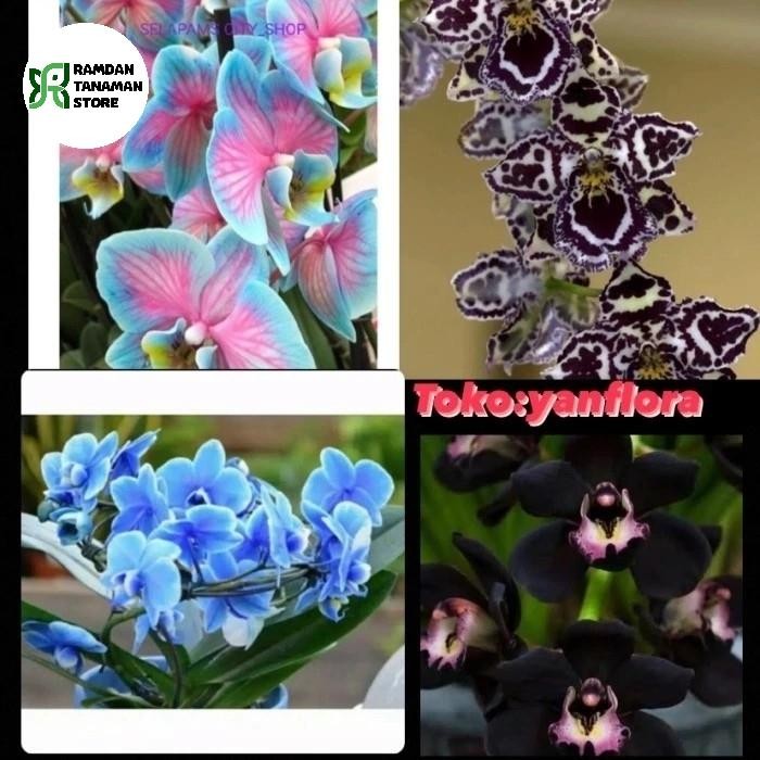 paket anggrek dendrobium dewasa