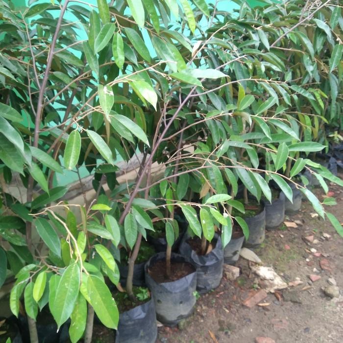Bibit pohon durian ochee/duri hitam..1,5 meter unggul