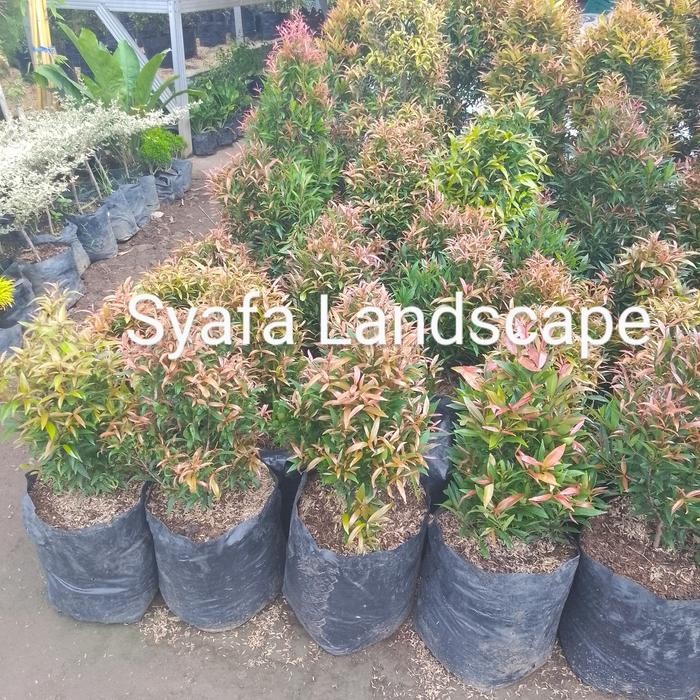 pucuk merah rimbun tinggi 50 cm