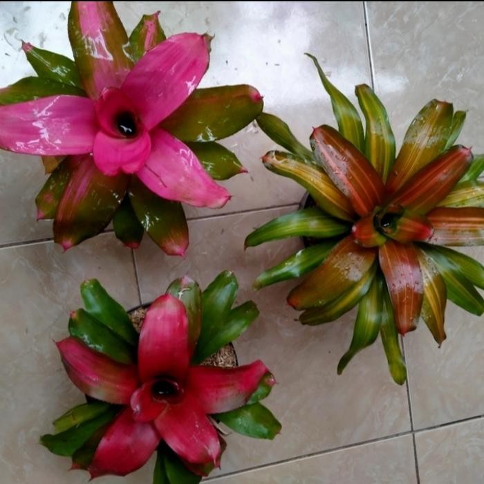 paket 3 bromelia 3 jenis - bromelia