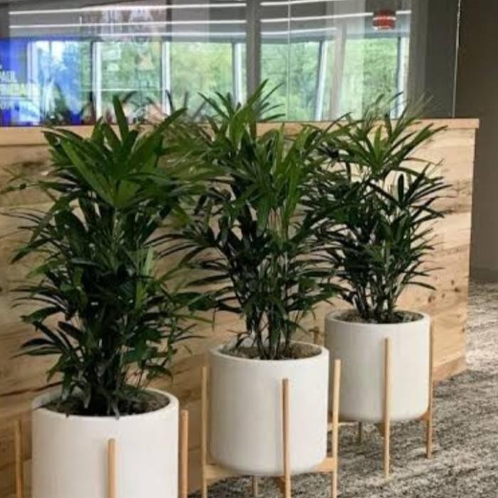 Tanaman Hias palem waregu rimbun/3 batang