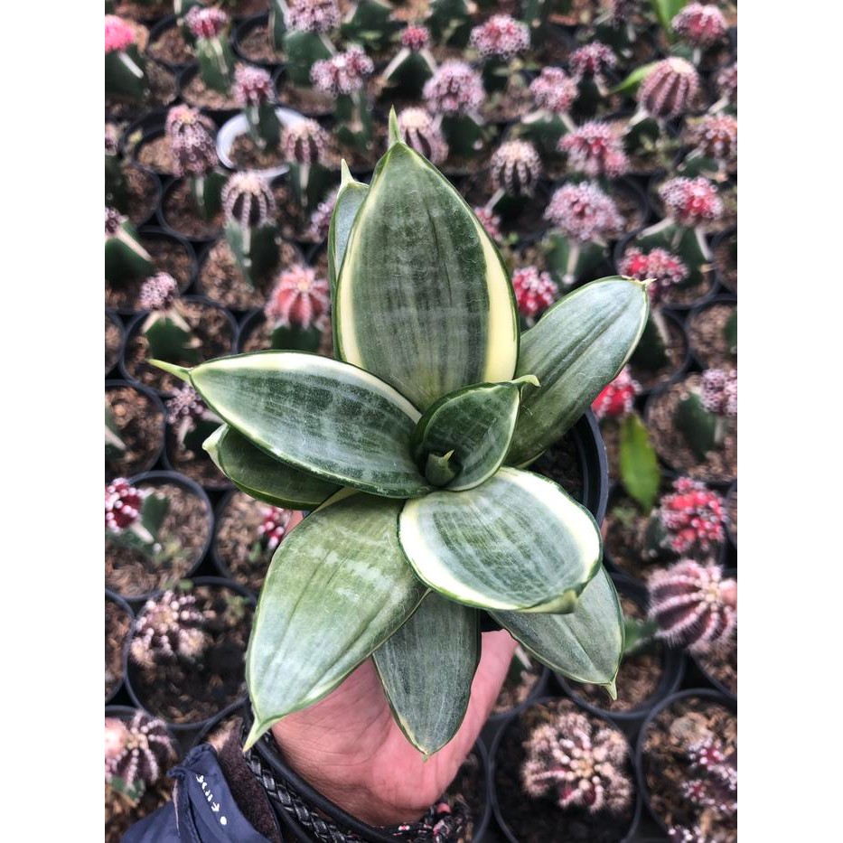 sansevieria trifasciata hahnii silver frost