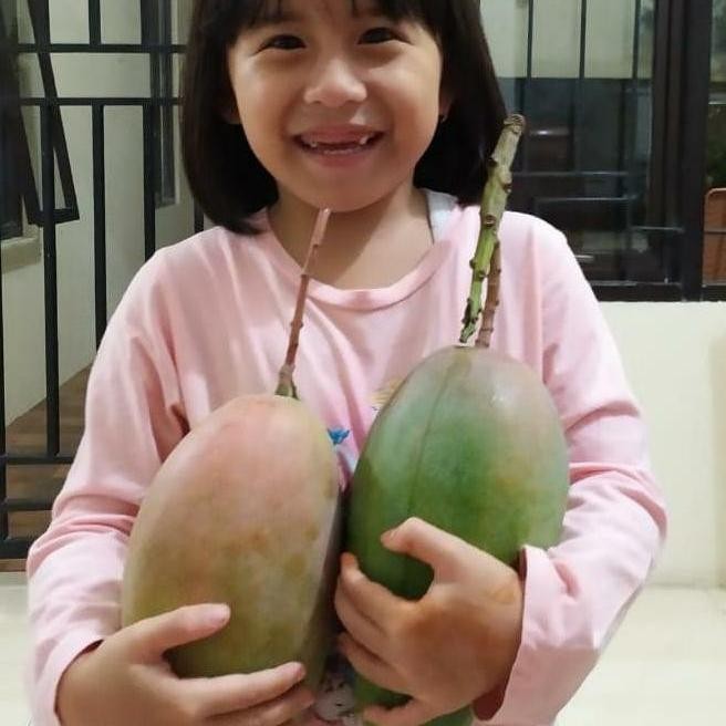 Bibit Mangga Kiojay 1 Meter Up