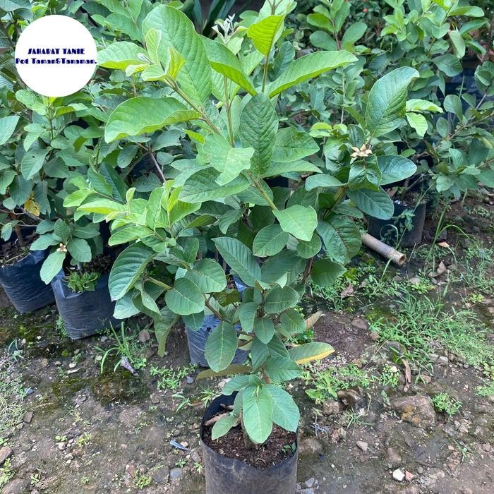 pohon buah jambu kristal sudah berbuah - pohon jambu kristal berbuah