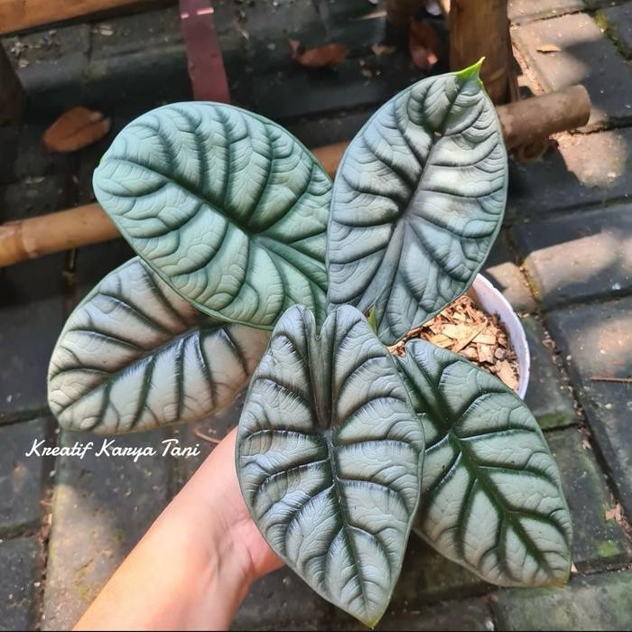 Tanaman hias alocasia dragon silver - Alocasia silver dragon