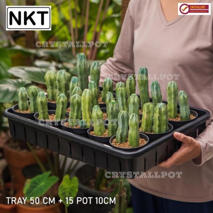 Siap Kirim 1 Set Tray + 15pcs Pot Hitam 10cm Tray Pot NKT 50cm Tray Semai Bibit