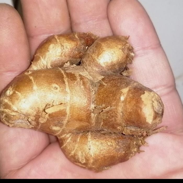 

Pilihan- Kencur Super 1 Kg Murah