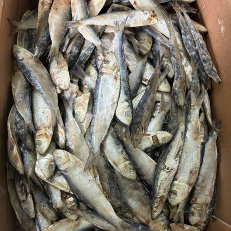 

Ikan Asin Tembang Sisik Kaca 1000gr