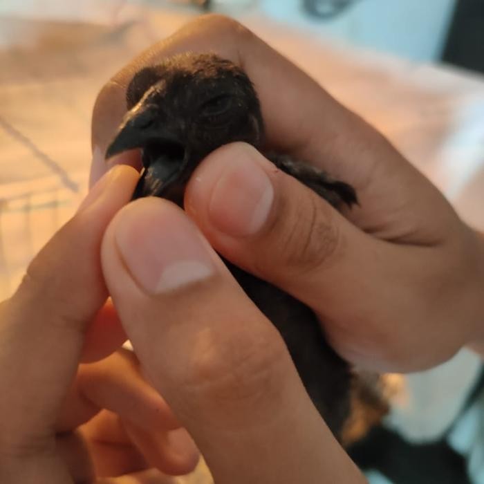 Anakan Ayam Cemani Asli