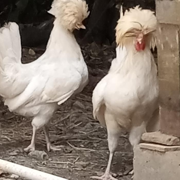 Ayam Hias Poland White Dewasa Kondisi Sehat Siap Dipelihara Foto Real Jantan & Betina Tanpa Cacat