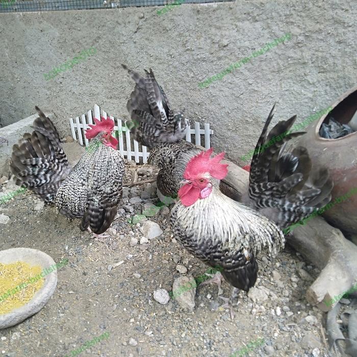 ayam jago kate jali super istimewa warna mewah