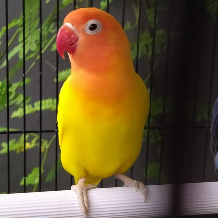 Adeevapoint Burung Lovebird Lakbet Paud Lutino MH Mata Hitam