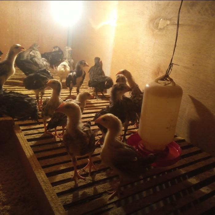 Anak Ayam,ayam kampung,ayam KUB