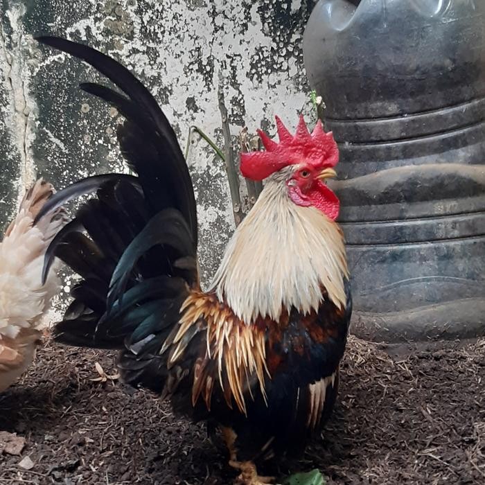 Ayam Kate Hias ( Kate SNI/Ceper/Kate Asli/Jantan/ Betina)