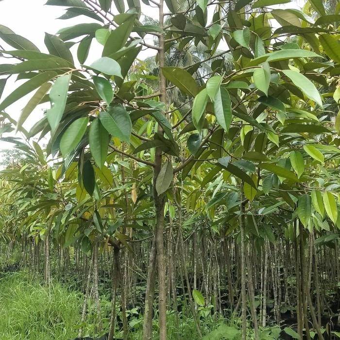 bibit unggul durian musangking,bawor,duri hitam kaki 3 1 meter up