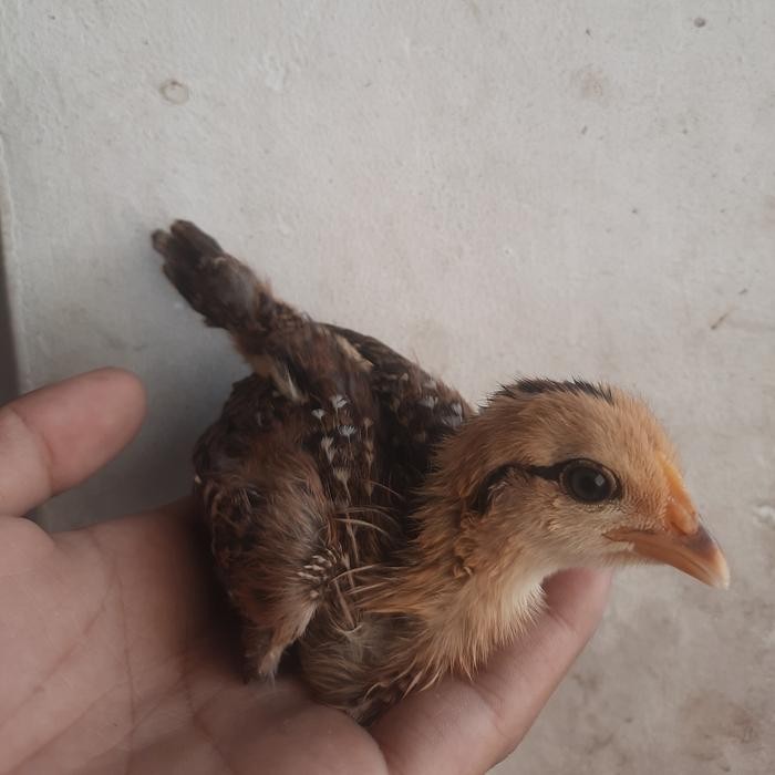 Anakan Ayam Hutan Hijau Betina 2 Ekor