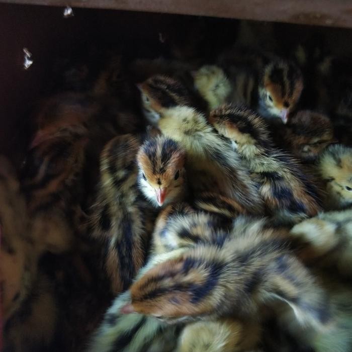 DOQ Puyuh Jantan/ Anak Puyuh 1 box