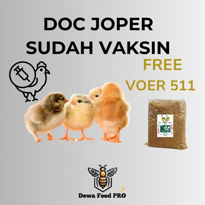 doc ayam joper super 1 minggu Sudah Vaksin