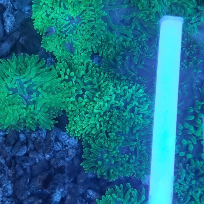 Anemon Jagung Hijau Ijo Metalik